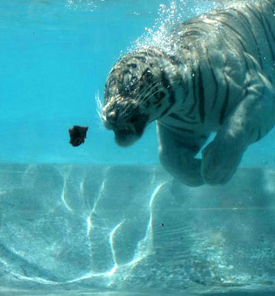 Tigres bajo el agua