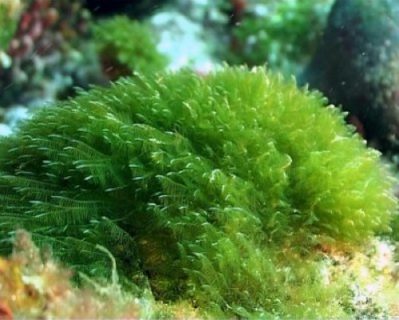 Baño de algas para mantener el cuerpo en forma