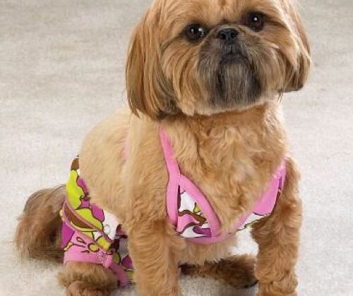 Moda baño perruna