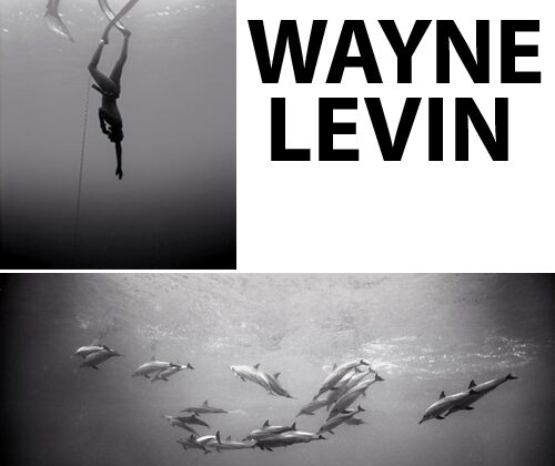Foto del día: Wayne Levin