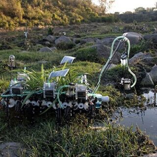 Plantas nómadas para descontaminar el agua