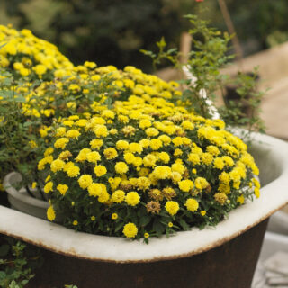 Melissa Odabash: moda baño Swim Miami 2010