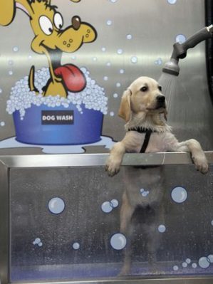 Un «tren de lavado canino» o ducha para perros