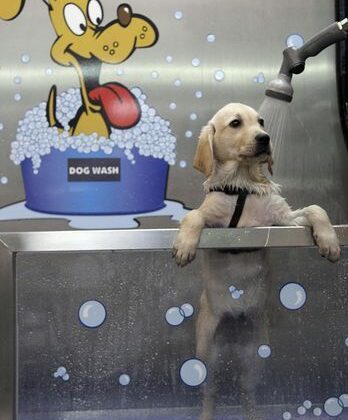 Un «tren de lavado canino» o ducha para perros