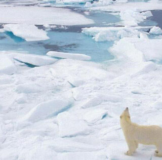 Un «tren de lavado canino» o ducha para perros