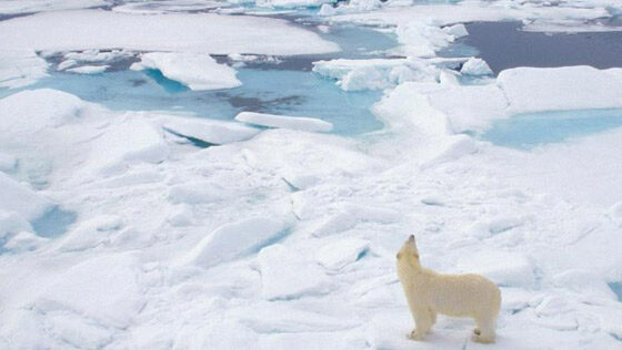 Grave deshielo en Groenlandia