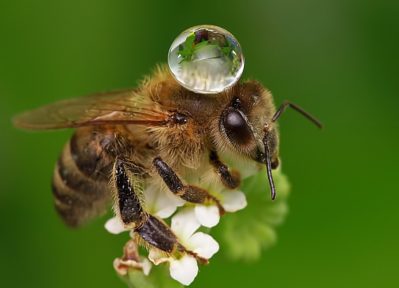 Colectores de rocío de alta precisión: los insectos