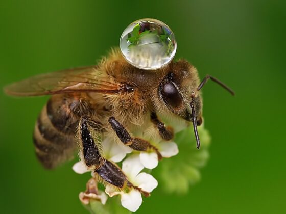 Colectores de rocío de alta precisión: los insectos