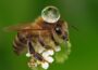 Colectores de rocío de alta precisión: los insectos